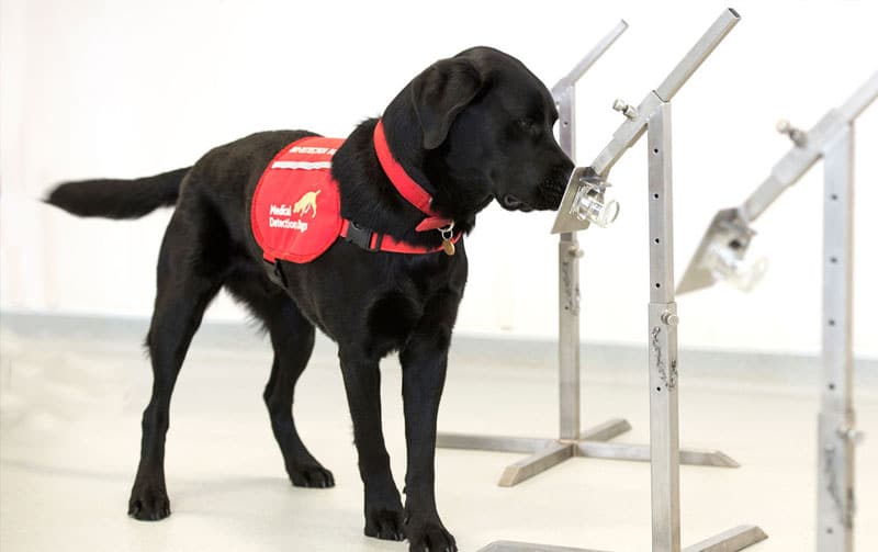 Quest to Make The Robot Smell Cancer Like A Dog