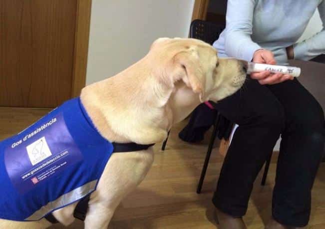 trained dogs to detect cancer